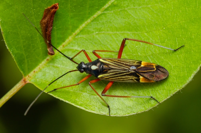 Miris striatus - sávos mezeipoloska