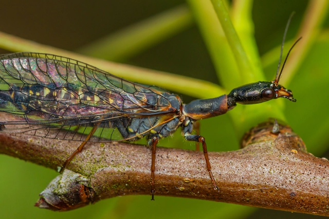 Raphidioptera - Tevenyakú-fátyolkák