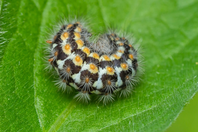 Pentophera morio - réti gyapjaslepke