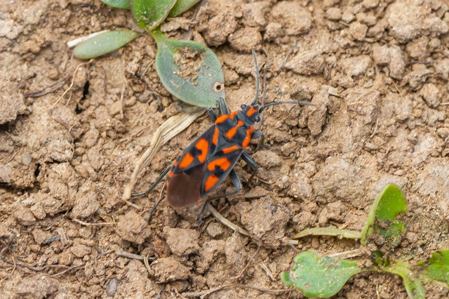 Spilostethus saxatilis - virágbodobács