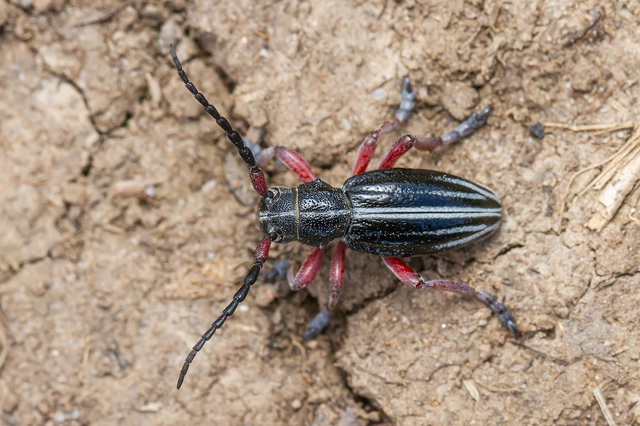 Dorcadion pedestre - kétsávos gyalogcincér