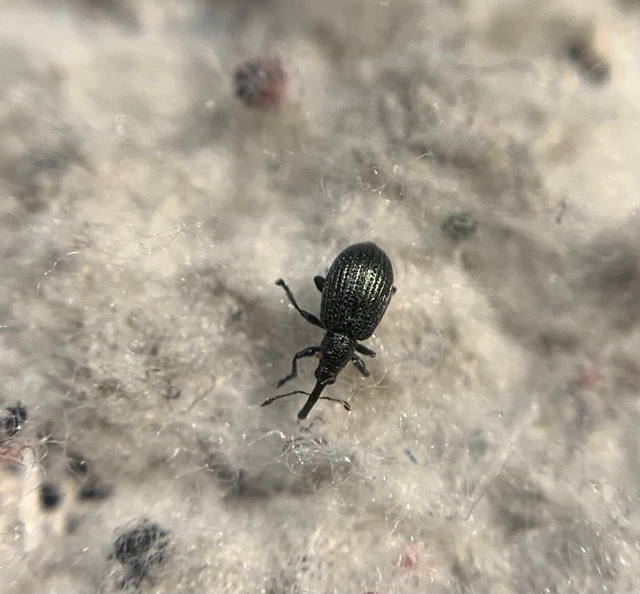 Ischnopterapion virens - lóheregyökér-cickányormányos
