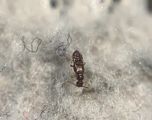 Euplectus