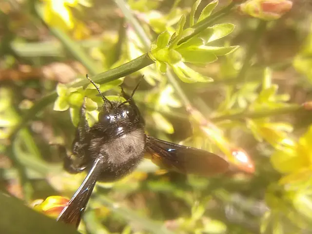 Xylocopa violacea - kék fadongó