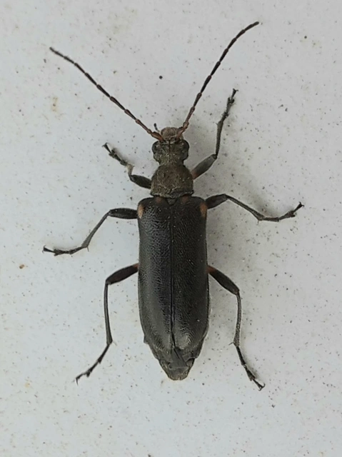 Cortodera humeralis - négyfoltos cserjecincér