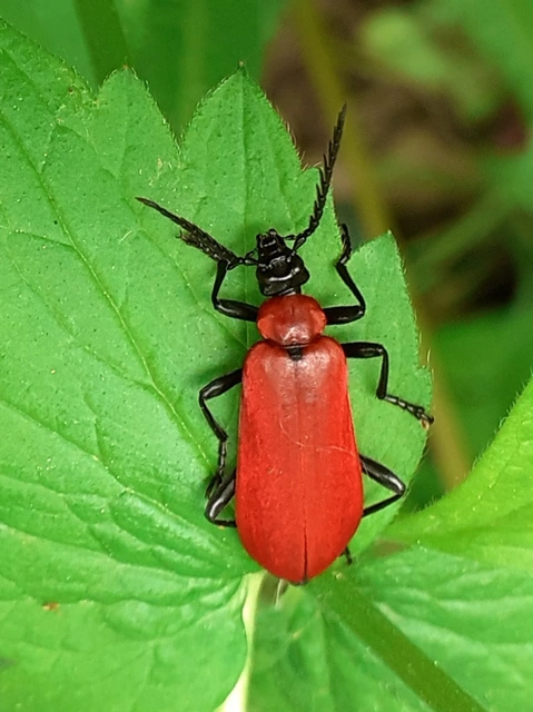 Pyrochroa coccinea - nagy bíborbogár