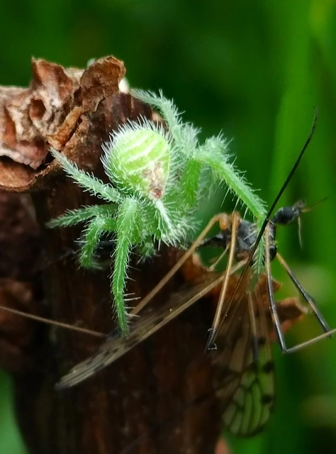 Heriaeus graminicola/hirtus