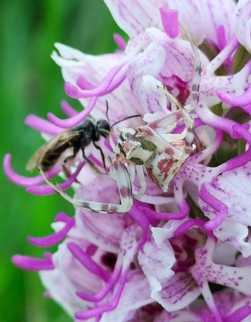 Thomisus onustus - fehér karolópók