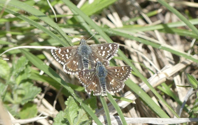 Spialia orbifer - törpe busalepke