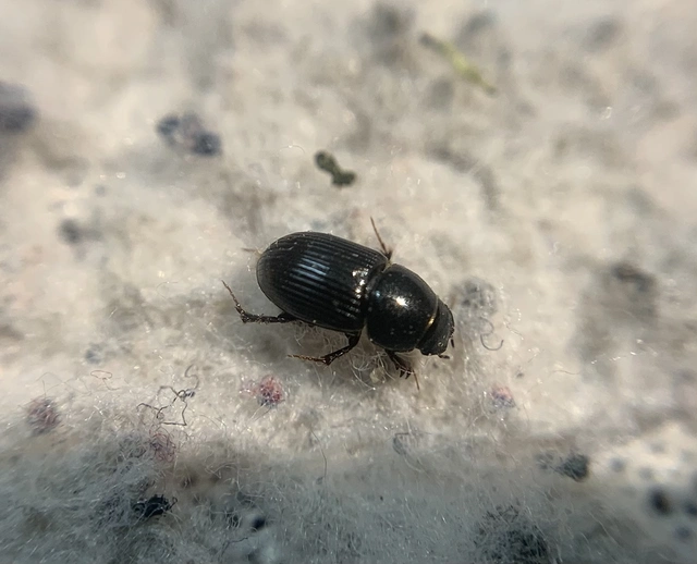 Aphodius paracoenosus - széleslábú trágyabogár