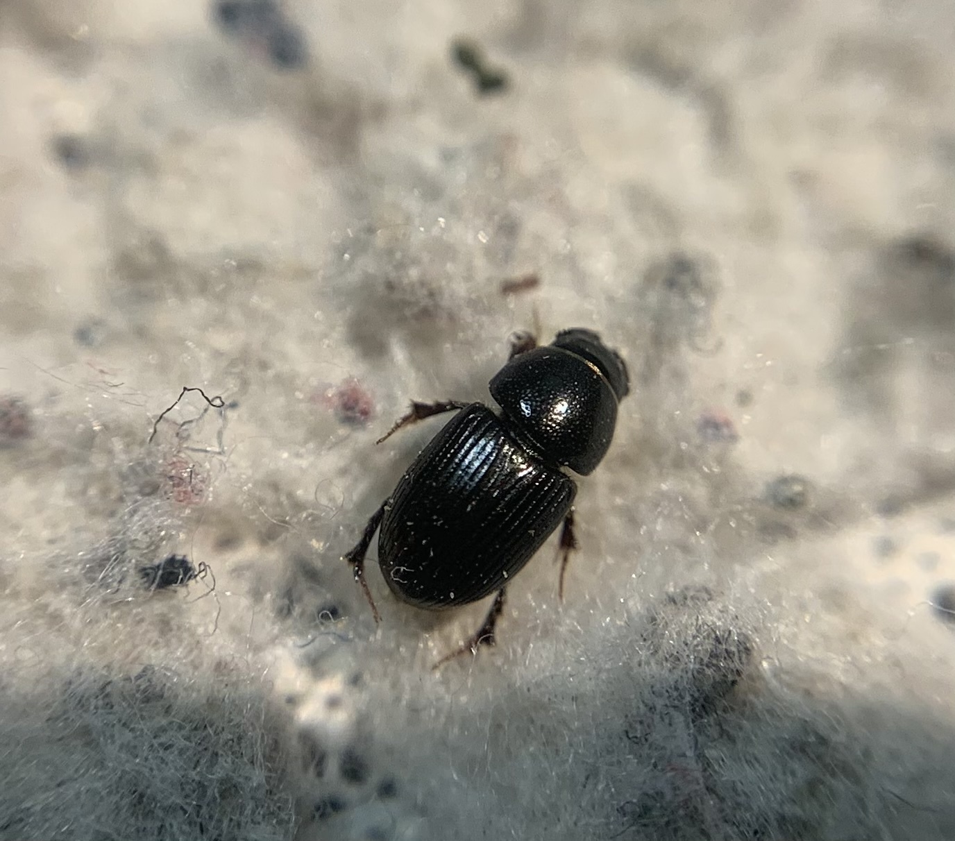 Aphodius paracoenosus - széleslábú trágyabogár