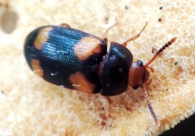 Mycetophagus quadripustulatus - négyfoltos gombabogár
