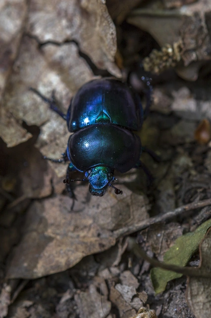Trypocopris vernalis - tavaszi álganéjtúró