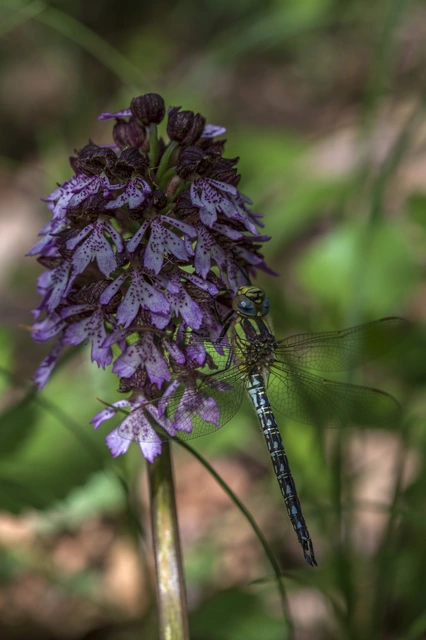 Brachytron pratense - szőrös karcsúacsa