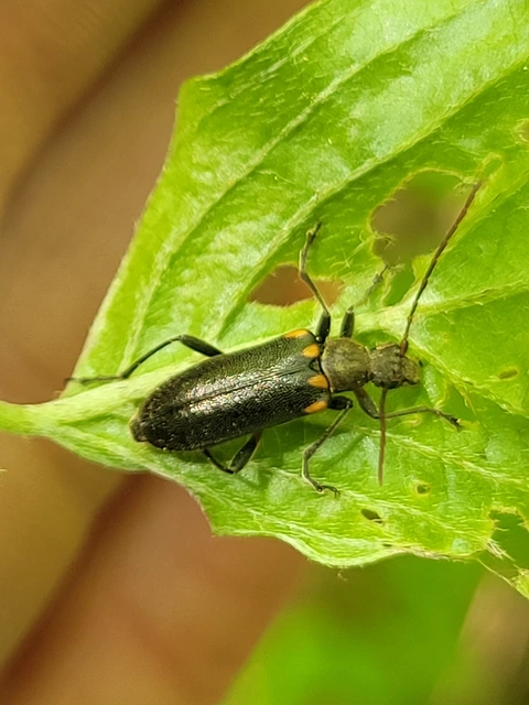 Cortodera humeralis - négyfoltos cserjecincér