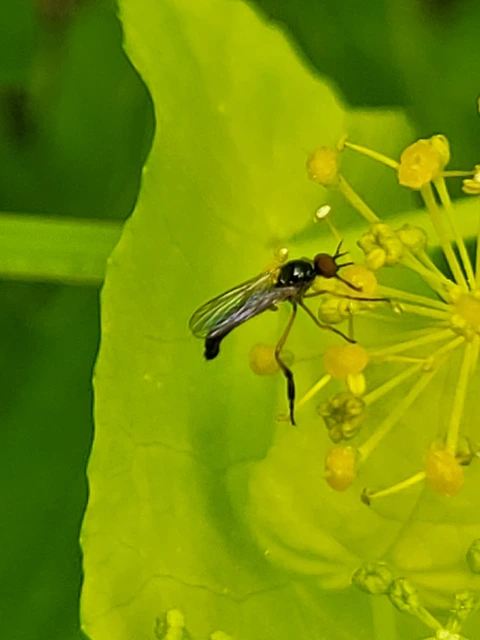 Empididae - táncoslegyek Empididae - táncoslegyek