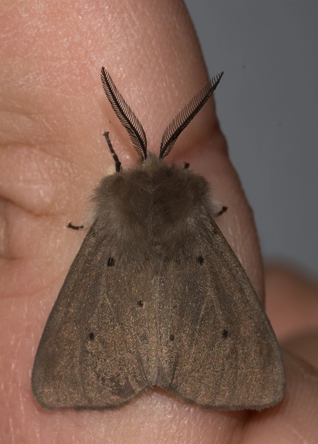 Diaphora mendica - felemás medvelepke