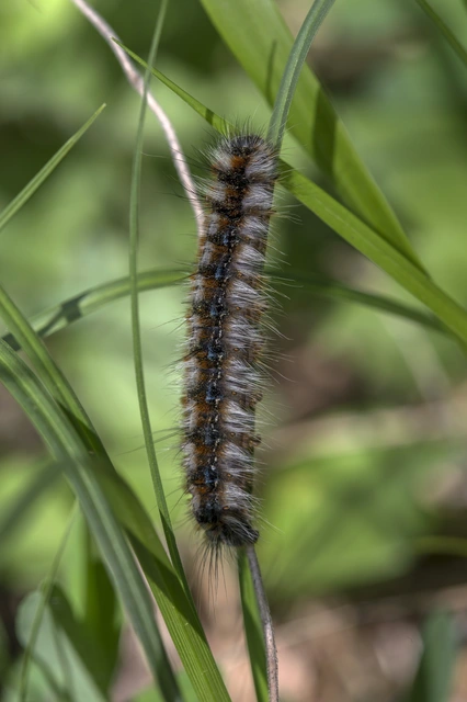 Eriogaster catax - sárga gyapjasszövő