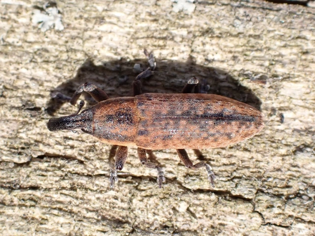 Lixus brevipes - vaskosorrú dudvabarkó