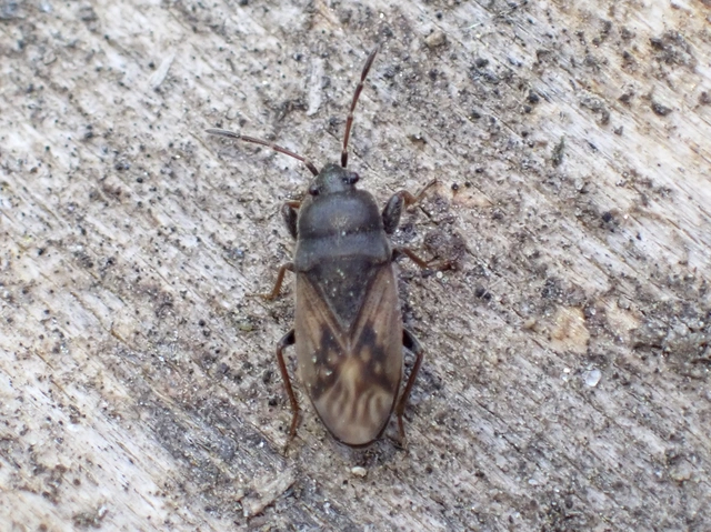 Megalonotus sabulicola