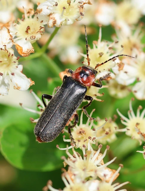 Cantharis rustica - suszterbogár