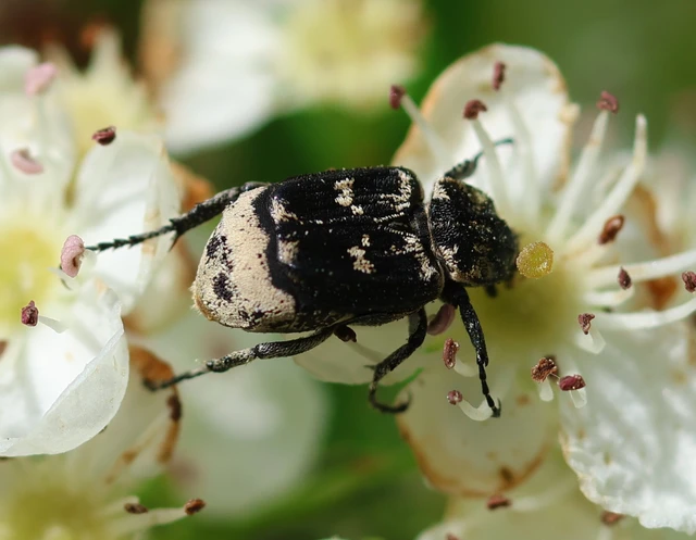 Valgus hemipterus - suta virágbogár