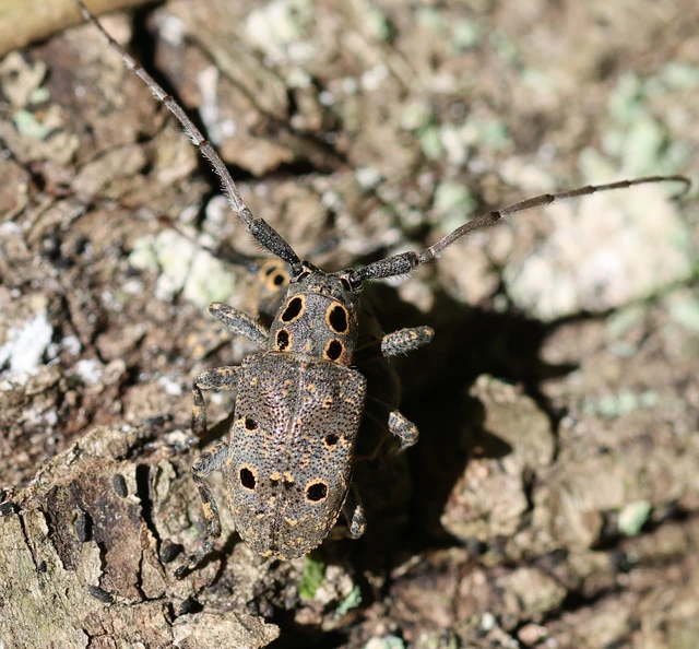 Mesosa curculionoides - szemfoltos cincér Mesosa curculionoides - szemfoltos cincér