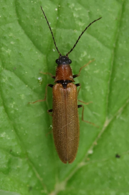 Denticollis linearis - dülledtszemű pattanó