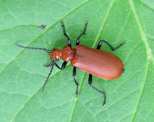 Pyrochroa serraticornis - közép-bíborbogár