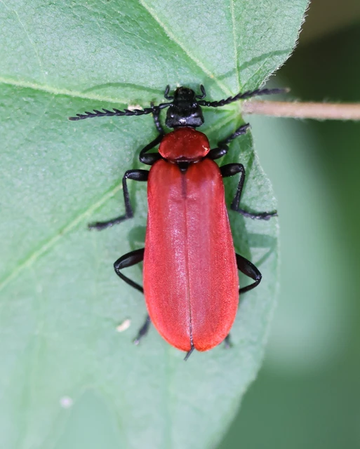Pyrochroa coccinea - nagy bíborbogár