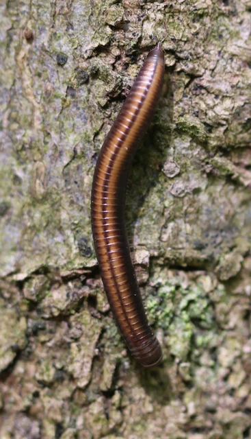 Diplopoda - Ikerszelvényesek