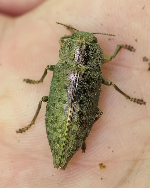 Dicerca berolinensis - bükkfa-díszbogár