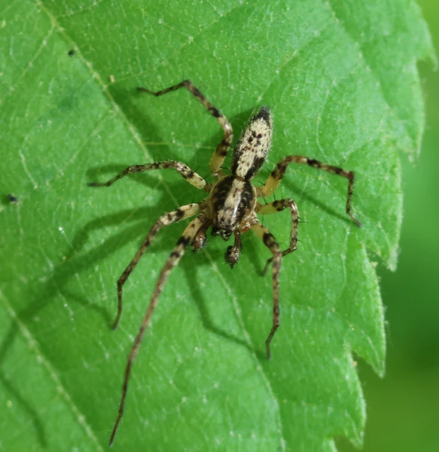 Anyphaena accentuata - jegyespók