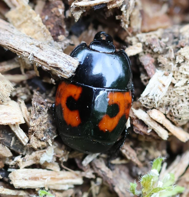 Hister quadrimaculatus - közönséges sutabogár