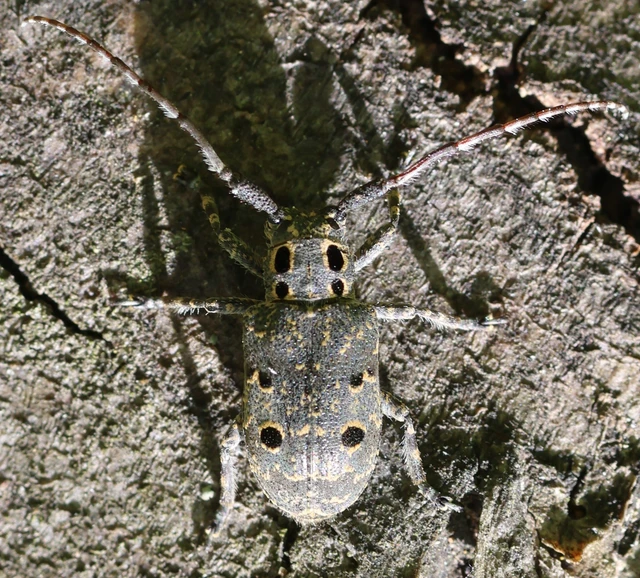 Mesosa curculionoides - szemfoltos cincér Mesosa curculionoides - szemfoltos cincér