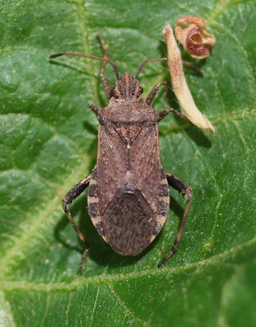 Ceraleptus gracilicornis - tüskéslábú karimáspoloska
