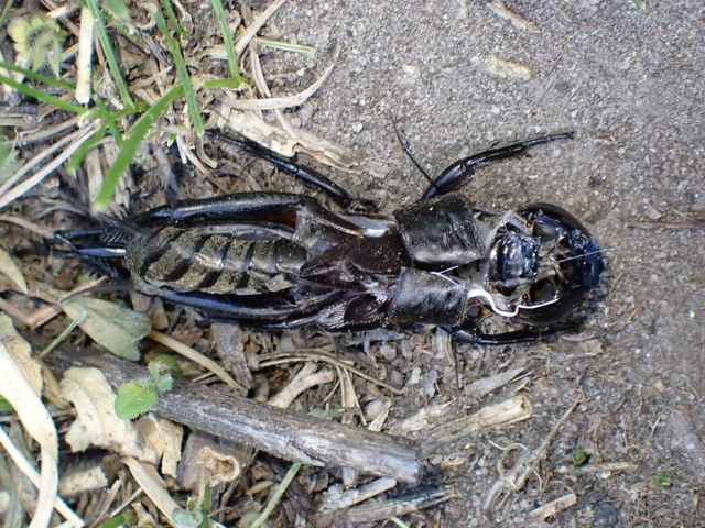 Gryllus campestris - mezei tücsök