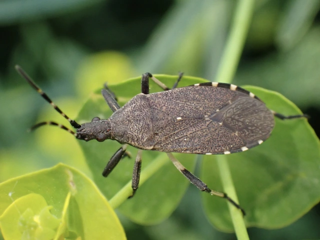 Dicranocephalus
