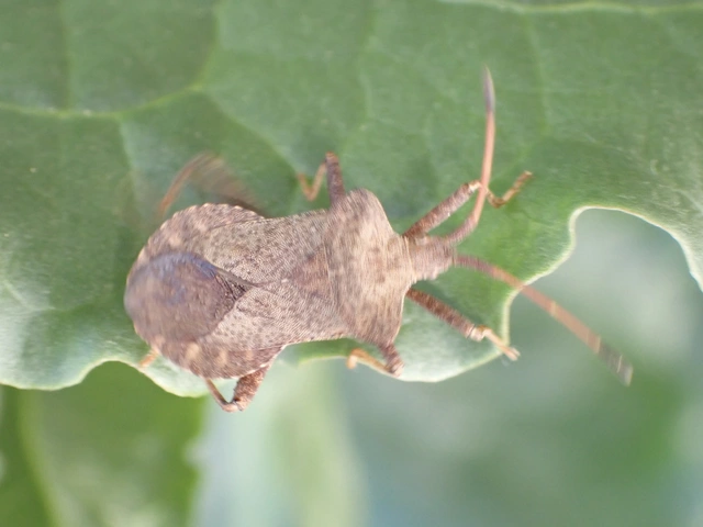 Coreus marginatus - közönséges karimáspoloska