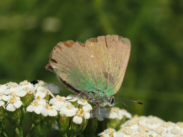 Callophrys rubi - zöldfonákú lepke