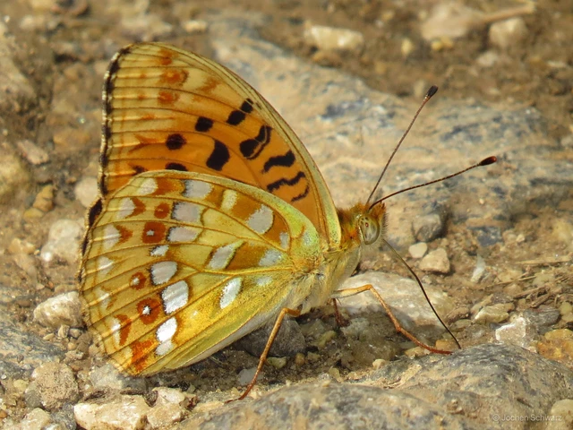 Argynnis adippe - ezüstös gyöngyházlepke