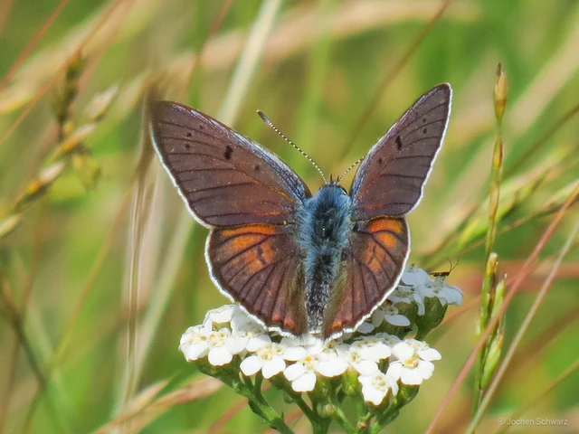Lycaena alciphron - ibolyás tűzlepke