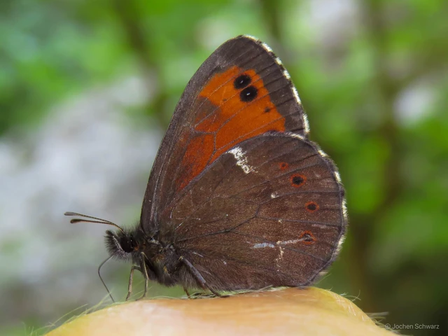Erebia ligea - fehércsíkú szerecsenlepke
