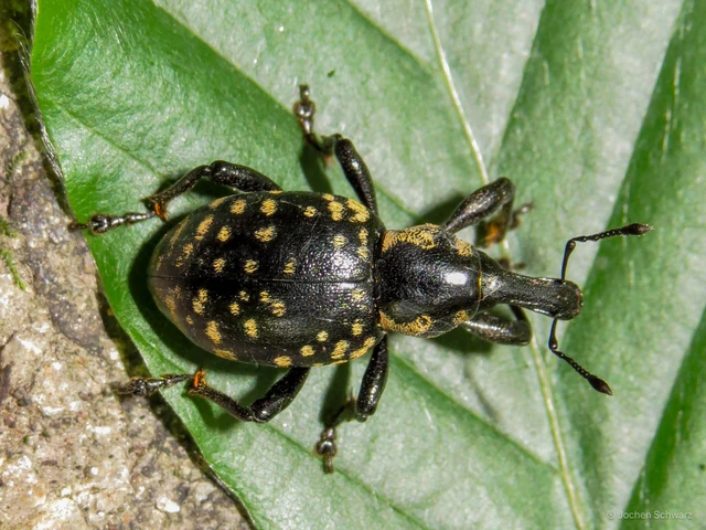Liparus glabrirostris - közönséges acsalapuormányos