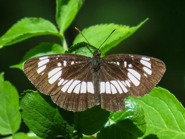 Neptis rivularis - nagy fehérsávoslepke