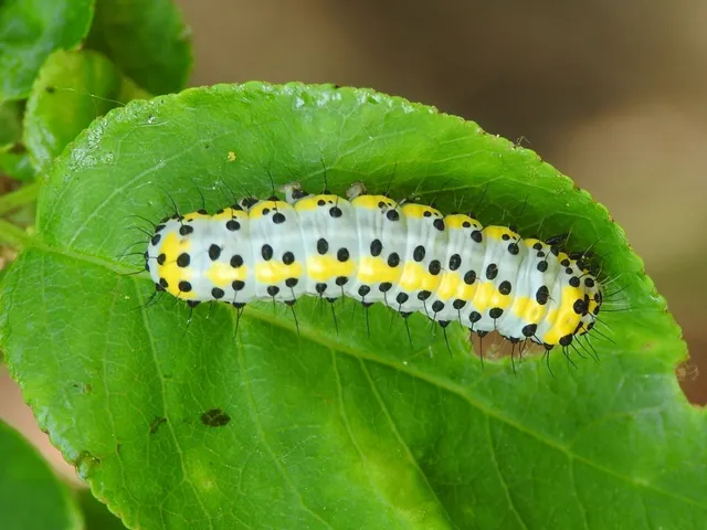 Diloba caeruleocephala - őszi kékesbagoly