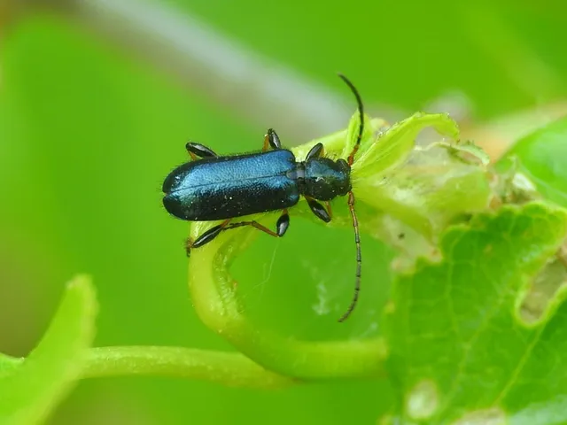 Phymatodes rufipes - kék háncscincér Phymatodes rufipes - kék háncscincér