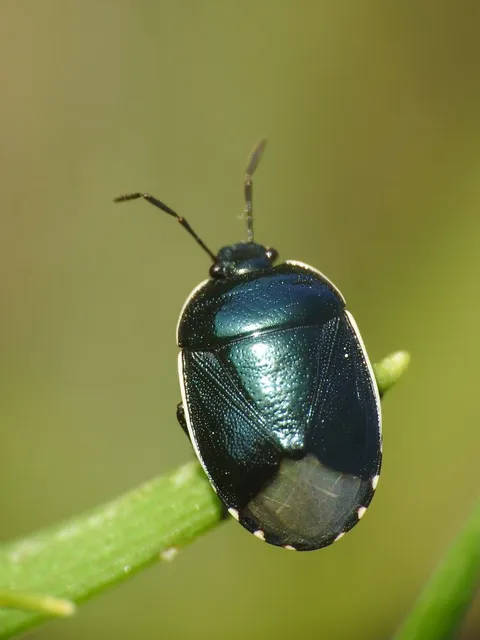 Canthophorus