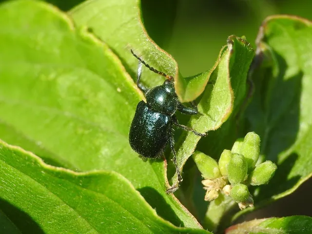 Cryptocephalus schaefferi - lapátlábú zömökbogár