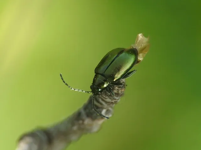 Altica